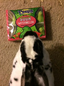 No Rabbits Were Harmed in the Making of this Post